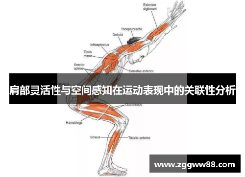 肩部灵活性与空间感知在运动表现中的关联性分析